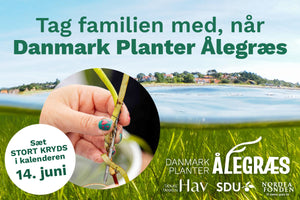 Danmark Planter Ålegræs